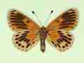 Melitaea cinxia female (aberrant form ultraradiata, verso) (Internet Image property of respective owner, non-commercial use only)